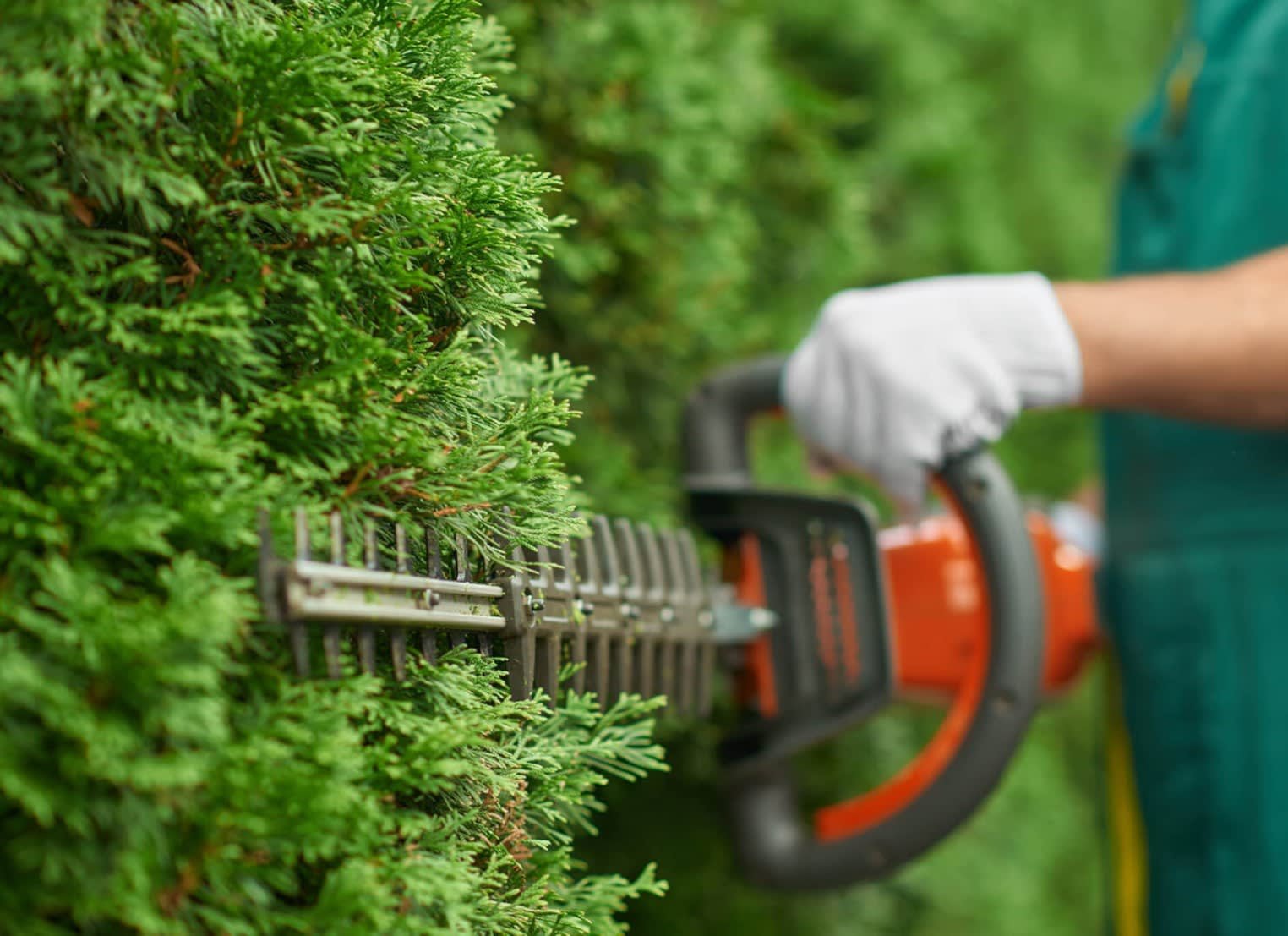 Garden Maintenance in Bangladesh: A Comprehensive Guide for Thriving Gardens